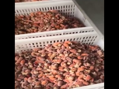 Continuous quick-freezing machine, ultra-low temperature quick-freezing machine 500kg/h, food quick